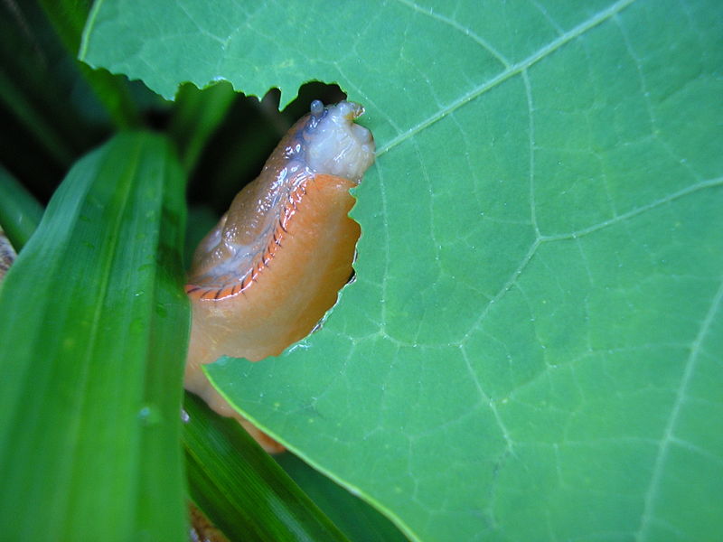 A slug found in Hampshire, England, feeding on a leaf.