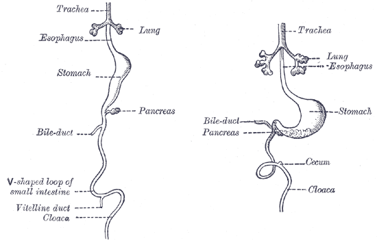 Front view of two successive stages in the development of the digestive tube.