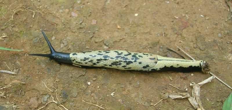 A slug from the Western Ghats of India