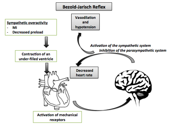 Physiology of Bezold-Jarisch reflex