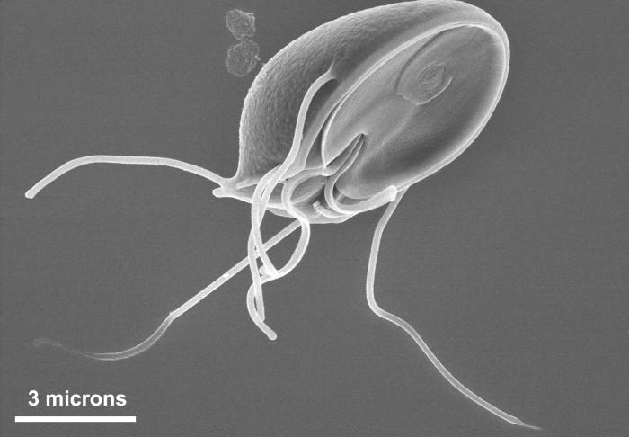 SEM depicts the ventral surface of a Giardia muris trophozoite. From Public Health Image Library (PHIL). [9]