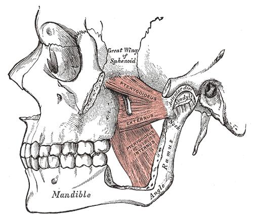 The Pterygoidei; the zygomatic arch and a portion of the ramus of the mandible have been removed.