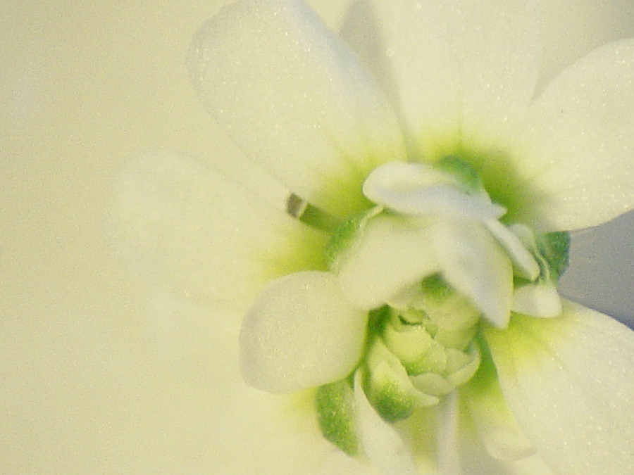 File:Arabidopsis mutants.jpg