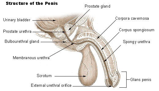 Structure of the male genitalia.