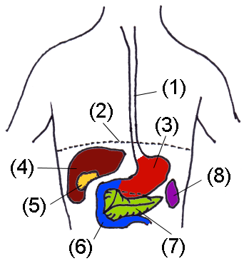 Organs of abdomen