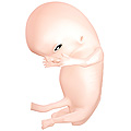Fetus at 8 weeks after fertilization[13]