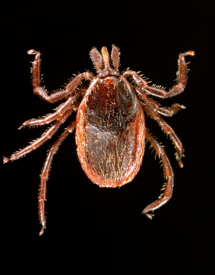 Dorsal view of an adult female western blacklegged tick, whichs transmit Borrelia burgdorferi (agent of Lyme disease). From Public Health Image Library (PHIL). [14]