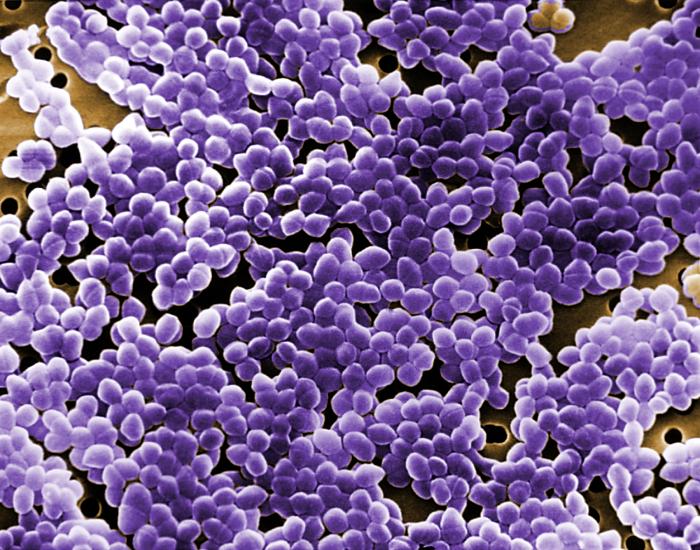 SEM depicts Gram-positive Enterococcus sp. bacteria. From Public Health Image Library (PHIL). [10]