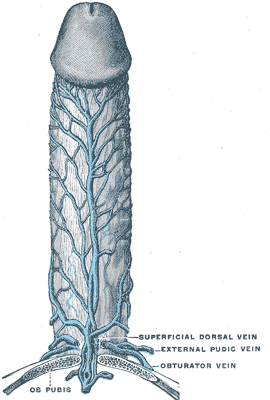 Veins of the penis.