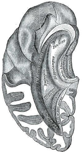 Inferior and posterior cornua, viewed from above.