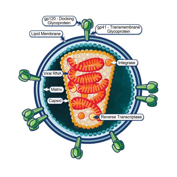 HIV structure. From Public Health Image Library (PHIL). [28]