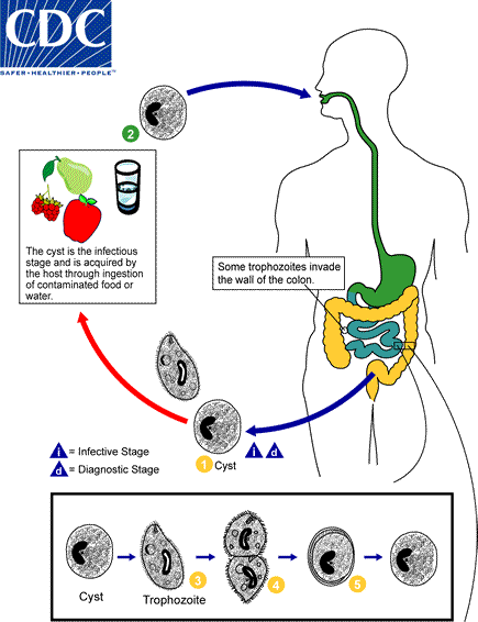 Life Cycle of Balatidium coli Adapted from CDC