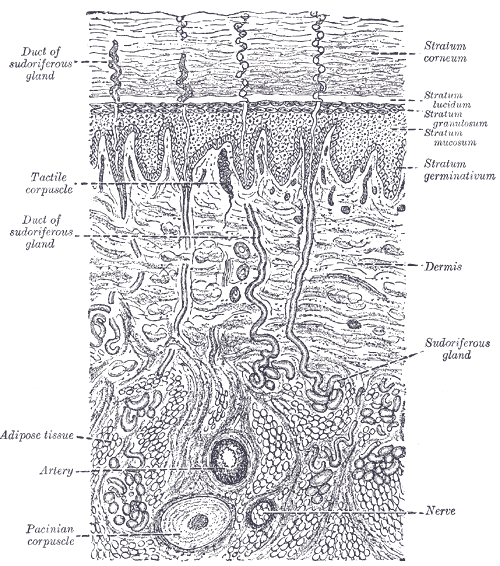 diagrammatic sectional view of the skin (magnified).