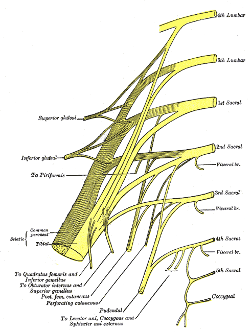 Plan of sacral and pudendal plexuses.
