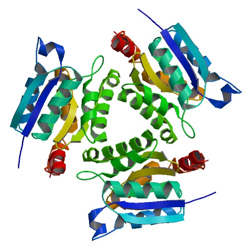 File:PBB Protein GPHN image.jpg