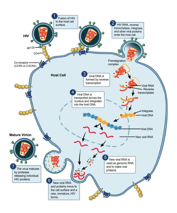 HIV pathophysiology. From Public Health Image Library (PHIL). [28]