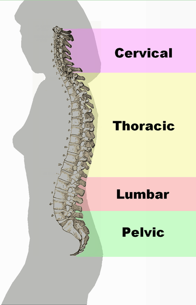 Left lateral view of normal columna vertebralis