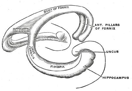 Diagram of the fornix.