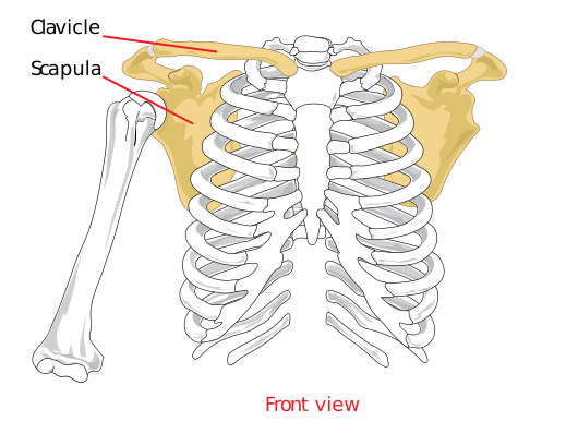 Pectoral girdle - front