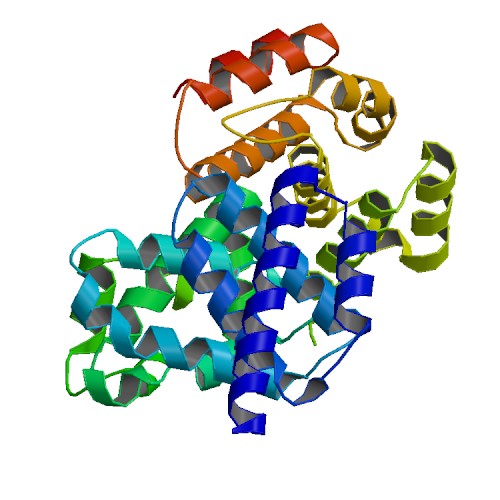 File:PBB Protein EIF4G1 image.jpg