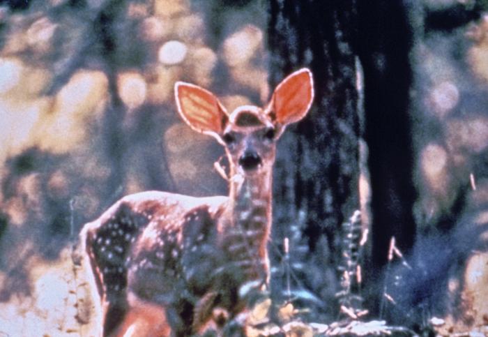 This photograph of a whitetail deer, Odocoileus virginianus, was taken during a Lyme disease field investigation in 1993. From Public Health Image Library (PHIL). [14]