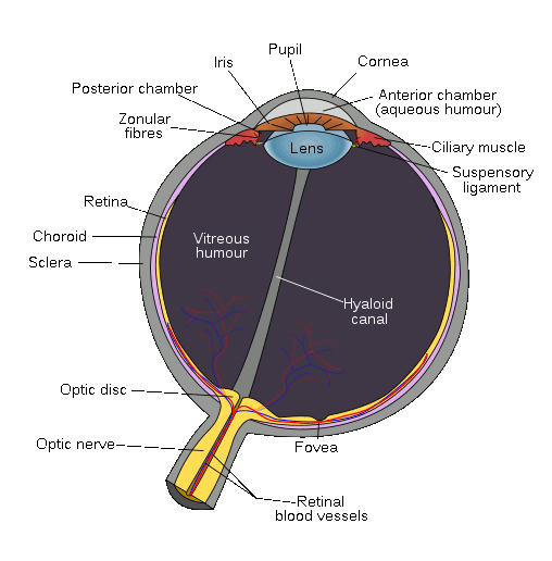 File:Schematic diagram of the human eye en.gif