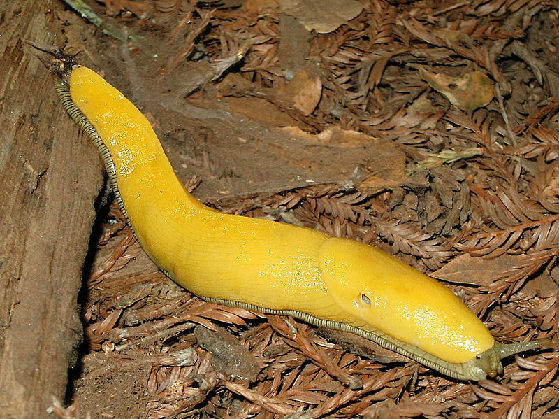 Banana slug, Ariolimax columbianus, Univ. of Calif. Santa Cruz