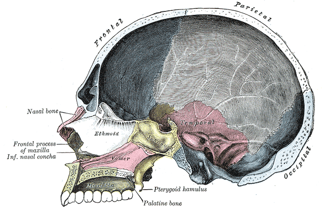 Sagittal section of skull.