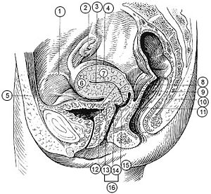 Illu female pelvis