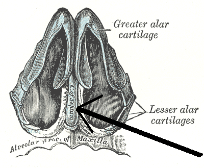 Cartilages of the nose, seen from below.