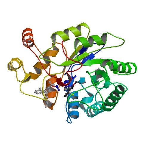 File:PBB Protein AKR1B10 image.jpg