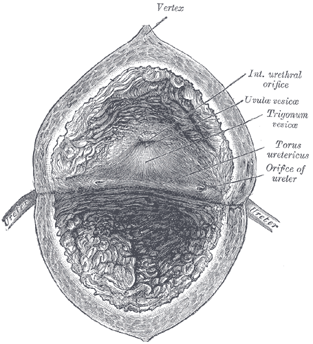 The interior of bladder.