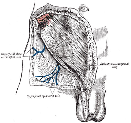 The aponeurosis of the external abdominal oblique