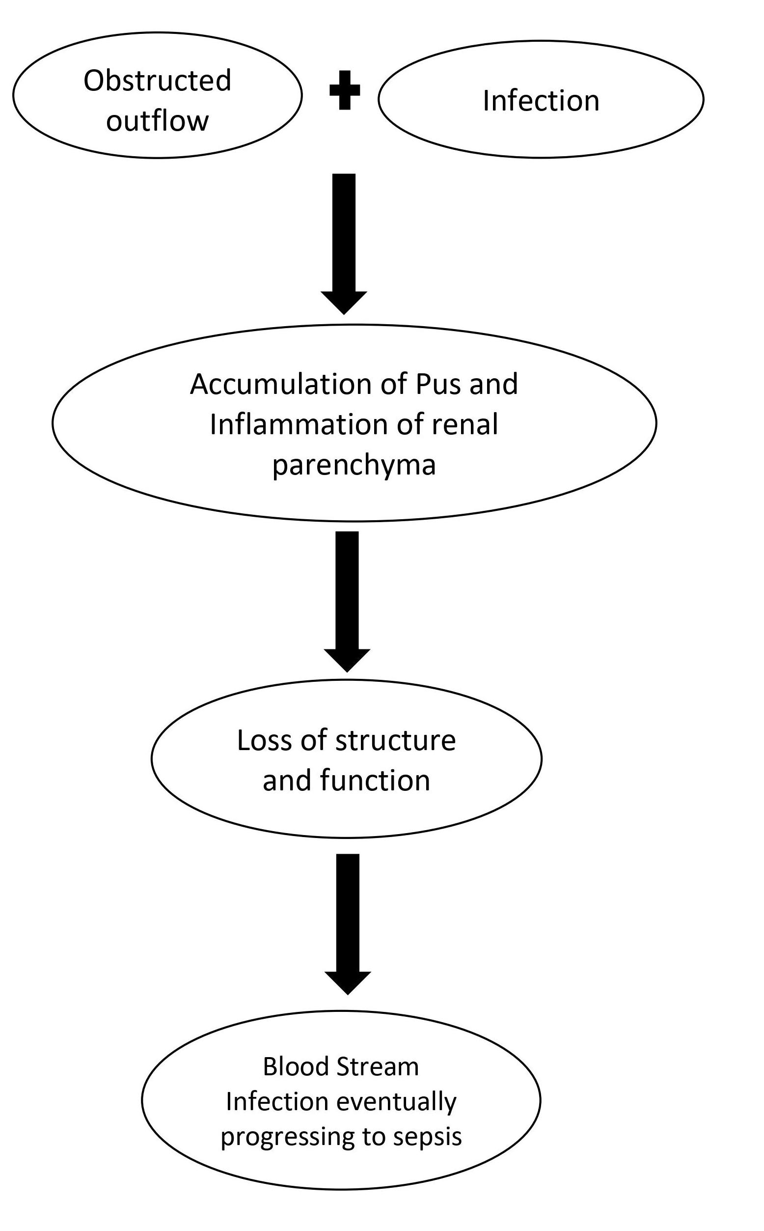 File:Pathophysiology of Pyonephrosis.jpg