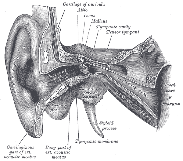 Coronal section of right ear, showing auditory tube and levator veli palatini muscle.