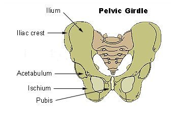 Pelvic girdle