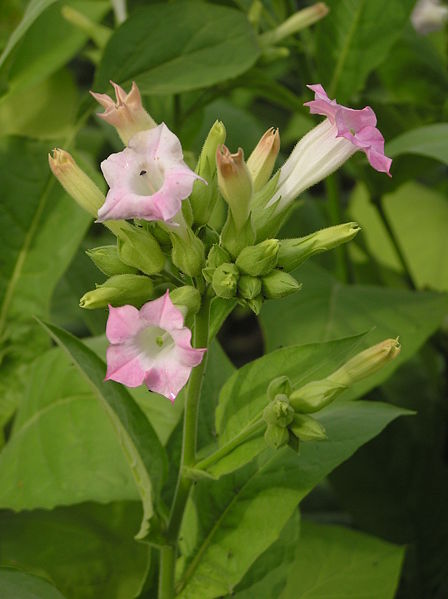 Flower of Nicotiana tabacum