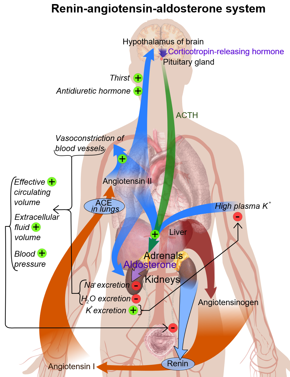 File:Renin-angiotensin system in man shadow.png