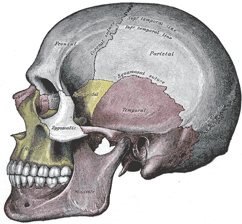 Lateral view of the skull.