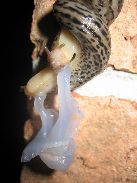 Close up of mating Great Grey Slug found in Maryland, USA