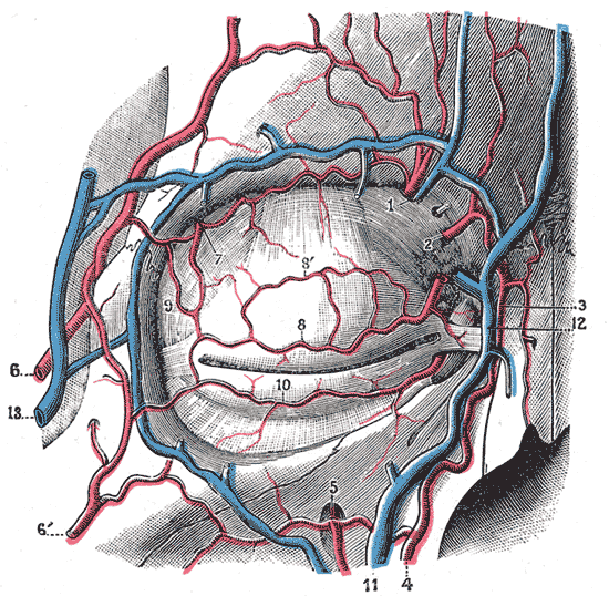 Bloodvessels of the eyelids, front view.