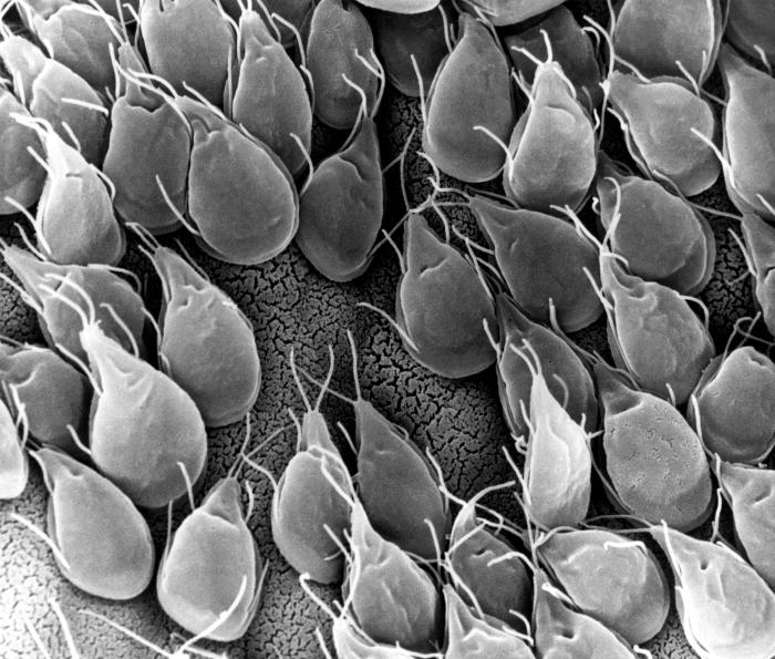SEM depicts the mucosal surface of the small intestine of a gerbil infested with Giardia sp. protozoa. From Public Health Image Library (PHIL). [9]