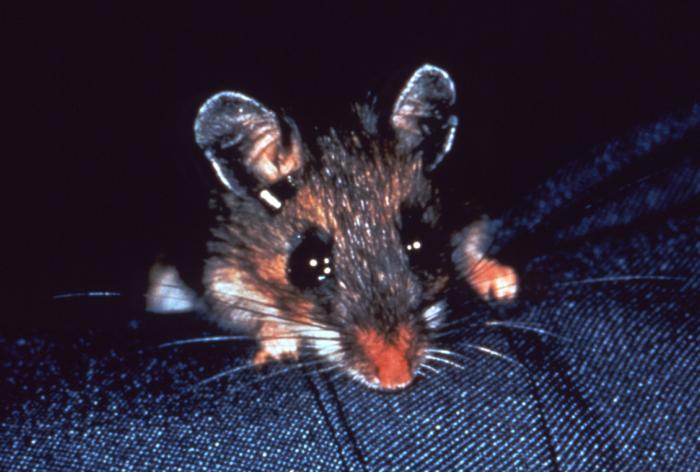 White-footed mouse, Peromyscus leucopus, which is a host of ticks thatare known to carry the bacteria, Borrelia burgdorferi, responsible for Lyme disease. From Public Health Image Library (PHIL). [14]