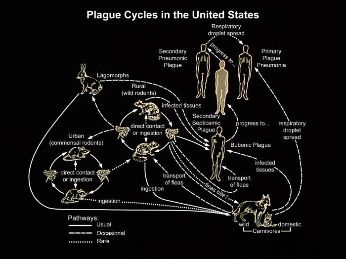Diagram depicts the modalities of transfer between various hosts of Yersinia pestis bacteria. Adapted from Public Health Image Library (PHIL), Centers for Disease Control and Prevention.[19]