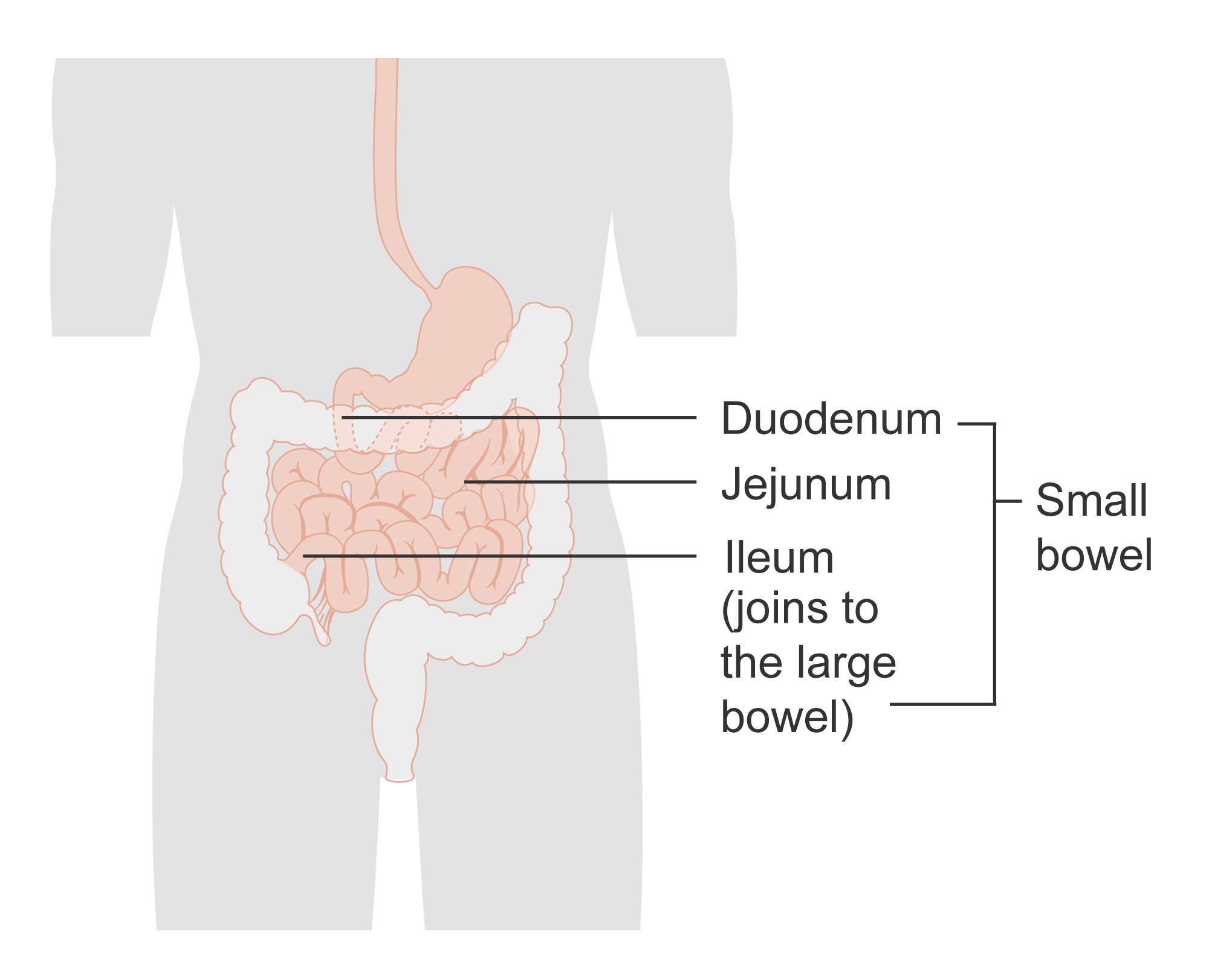 File:Diagram of the small bowel 01 CRUK 045.jpg