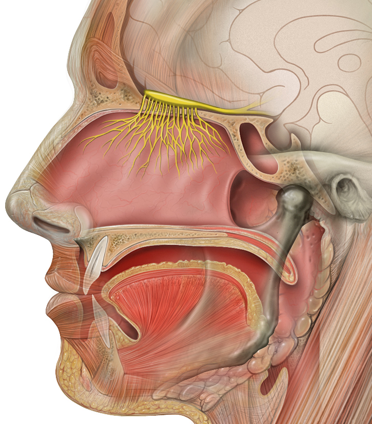 File:Head olfactory nerve.jpg