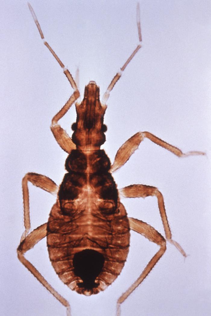 Dorsal view of the “kissing bug”, Triatoma infestans, a vector for Chagas disease. From Public Health Image Library (PHIL). [5]