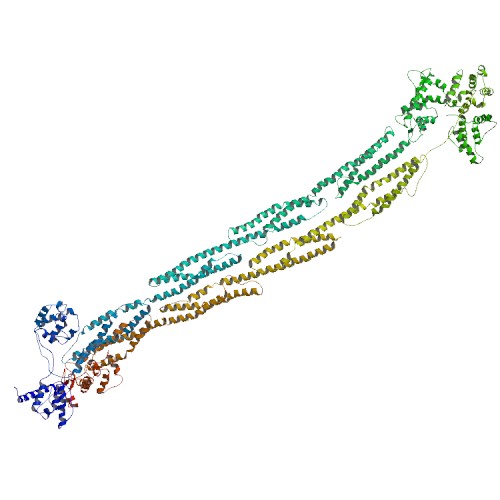 File:PBB Protein ACTN1 image.jpg