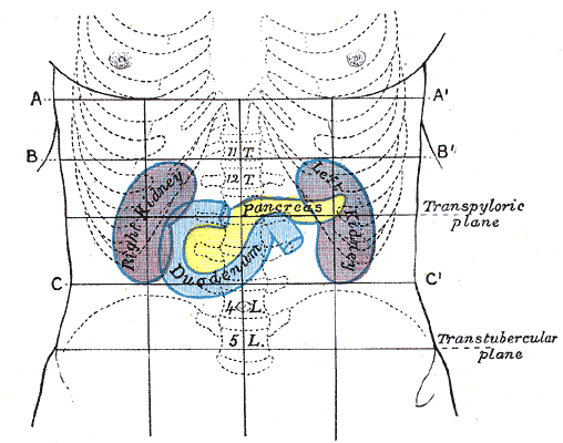 Front of abdomen, showing surface markings for duodenum, pancreas, and kidneys.
