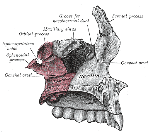 Articulation of left palatine bone with maxilla.